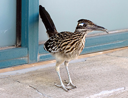 roadrunner.jpg